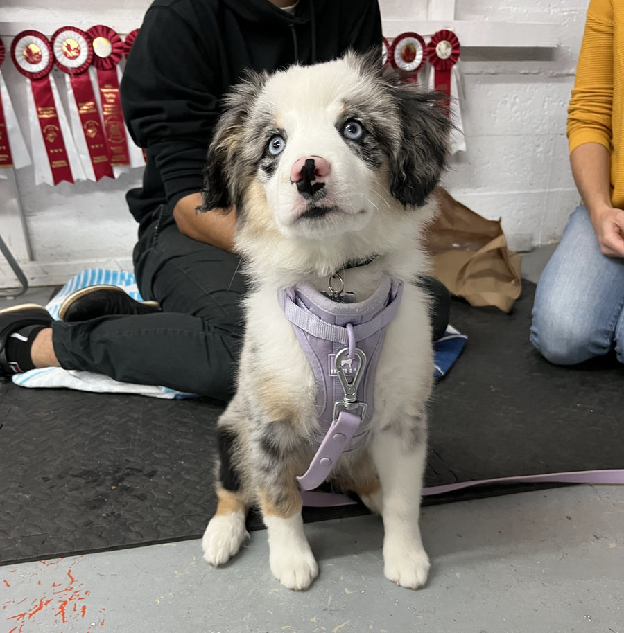 Comment apprendre la commande ASSIS à mon chien ?