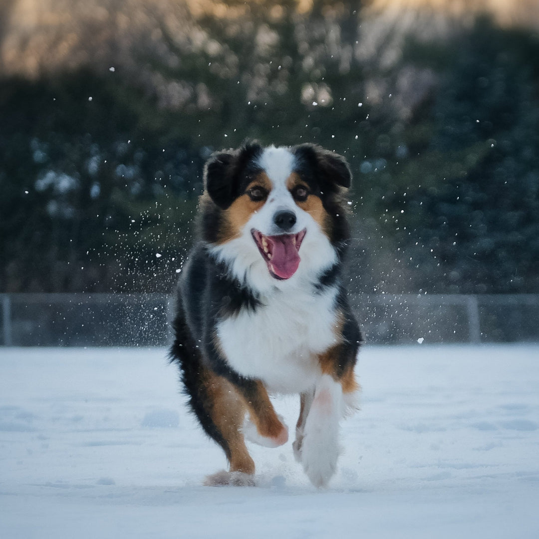 Rappel et engagement - Énergie canine Estrie