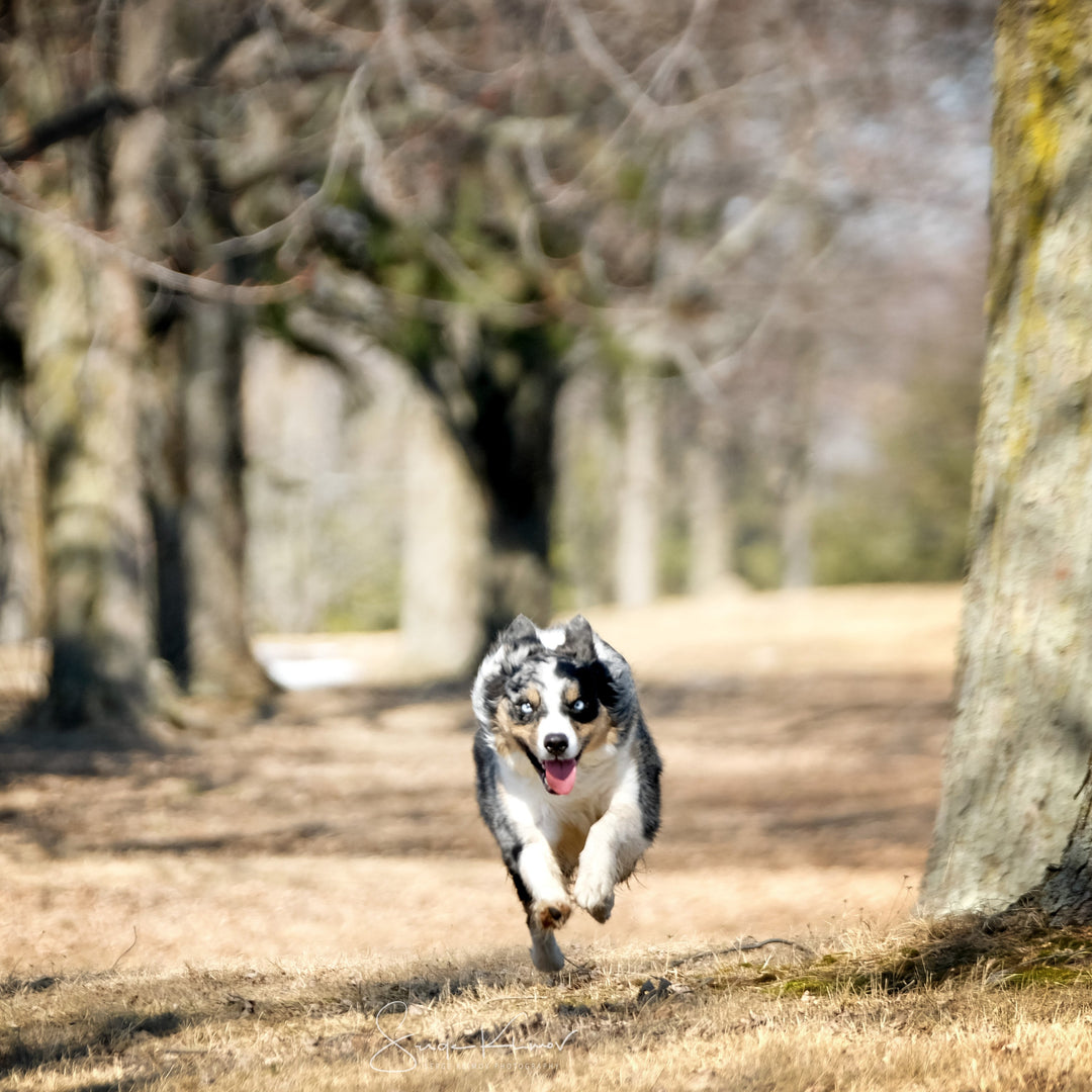 Autocontrôle et prédation - Énergie canine Estrie