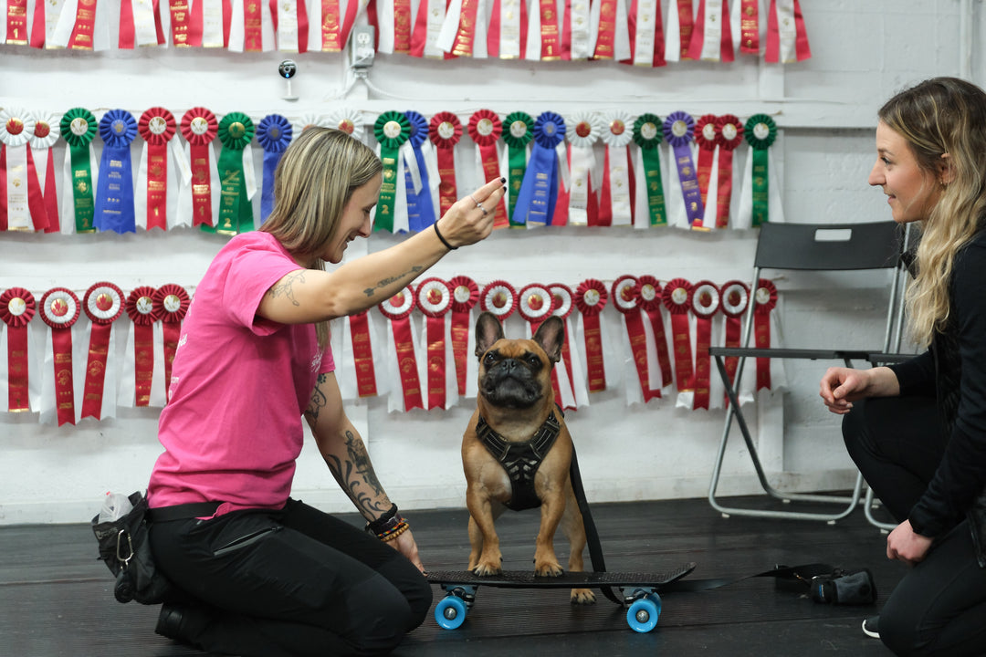 Focus et autocontrôle - Énergie canine Estrie