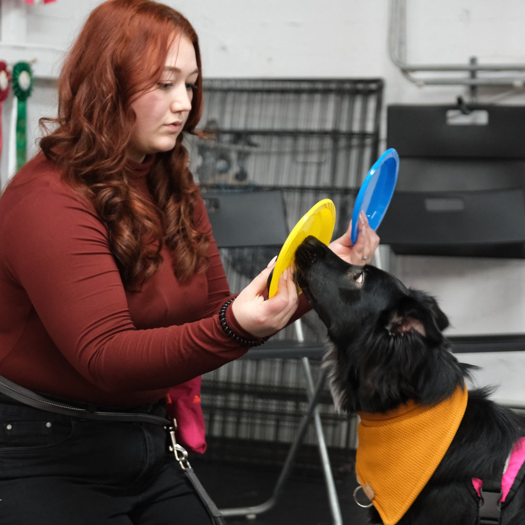 Stimulation mentale - Énergie canine Estrie