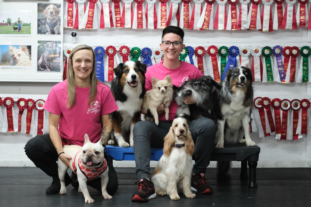 equipe-energie-canine-estrie-chiens