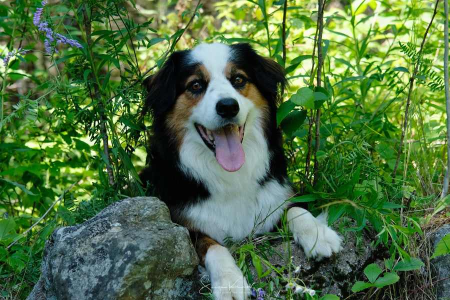 Les 7 BONNES questions à se poser avant d’adopter un chien