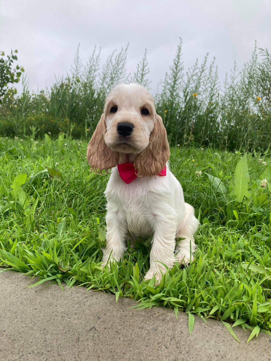 Comment puis-je apprendre à mon chiot à faire ses besoins à l’extérieur ?