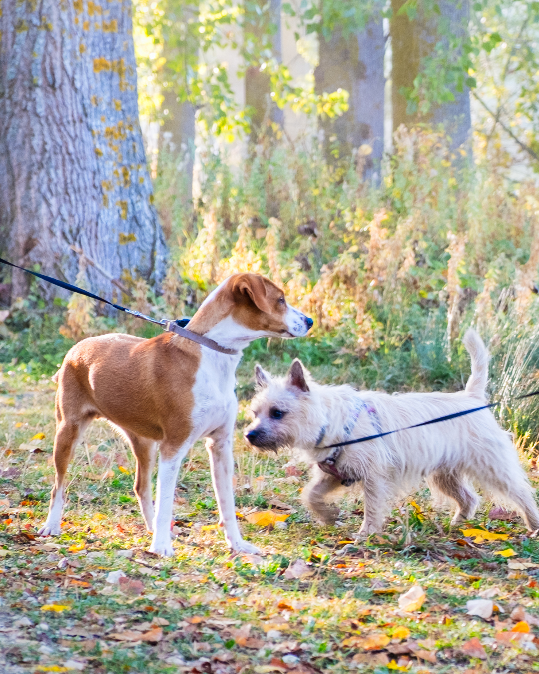 Autres services personnalisés