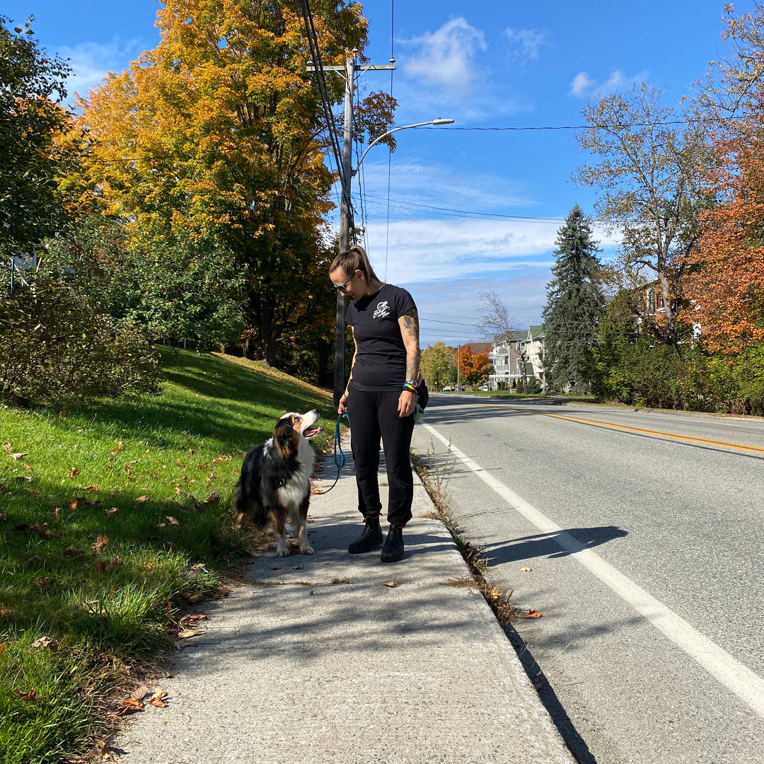 Journée éducative pour chien (cani-garderie) - Énergie canine Estrie