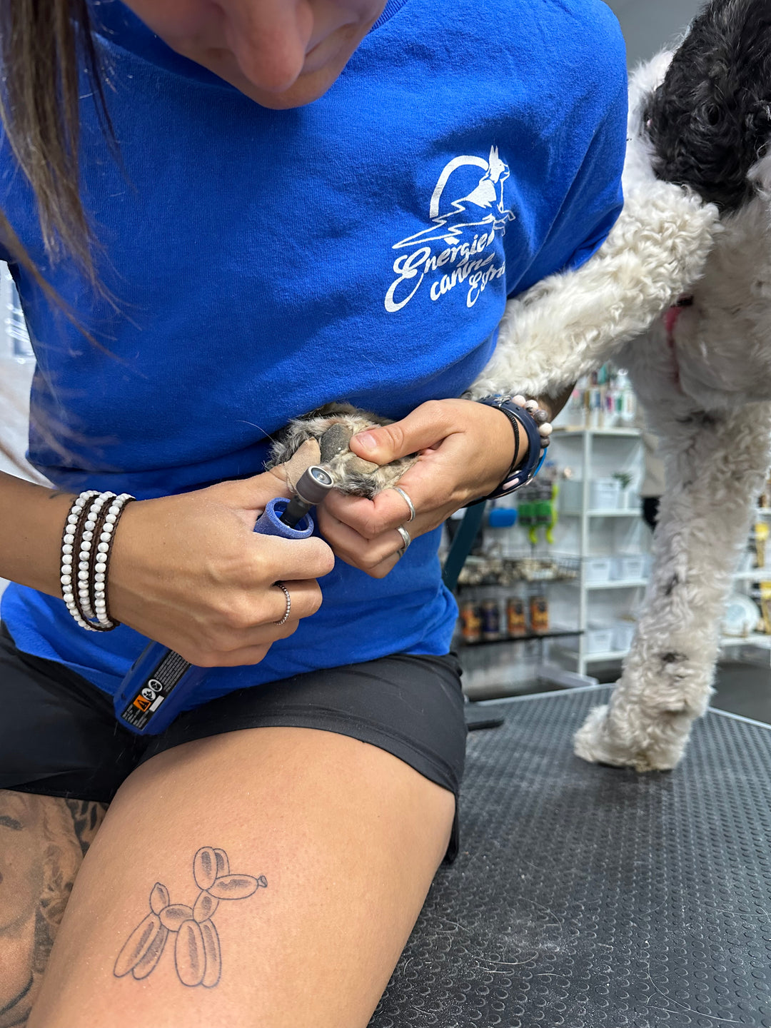ATELIER CANIN DE GROUPE- COUPE DE GRIFFES 101 - Énergie canine Estrie