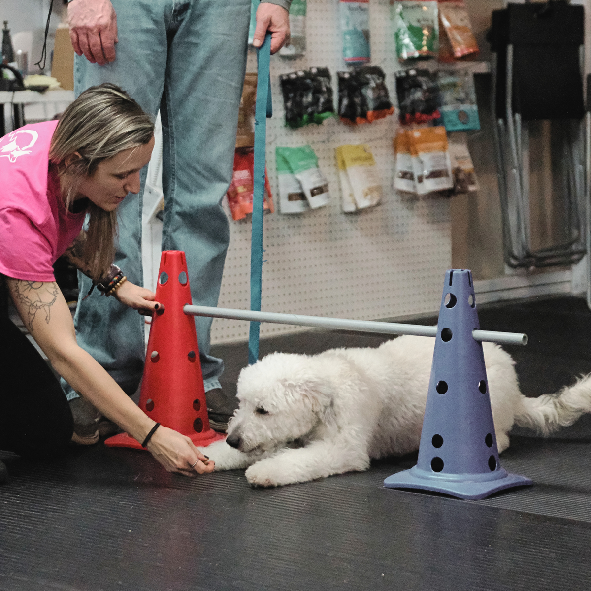 ATELIER CANIN DE GROUPE - Tours et fantaisie - Énergie canine Estrie