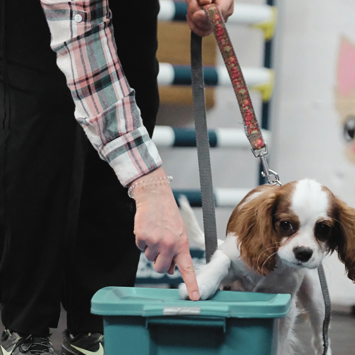 ATELIER CANIN DE GROUPE - Apprendre les bonnes manières