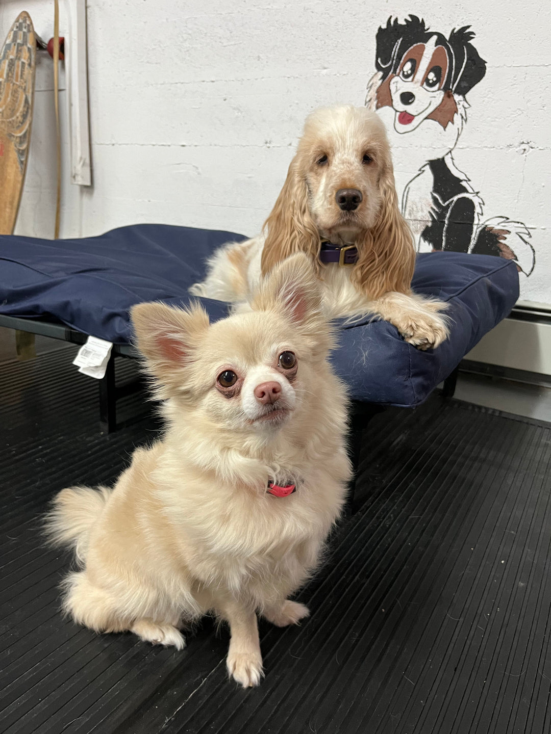 Le bonheur canin - Atelier de bien-être - Énergie canine Estrie