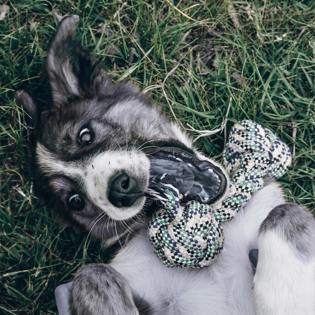 ATELIER CANIN DE GROUPE - Jouer avec son chien