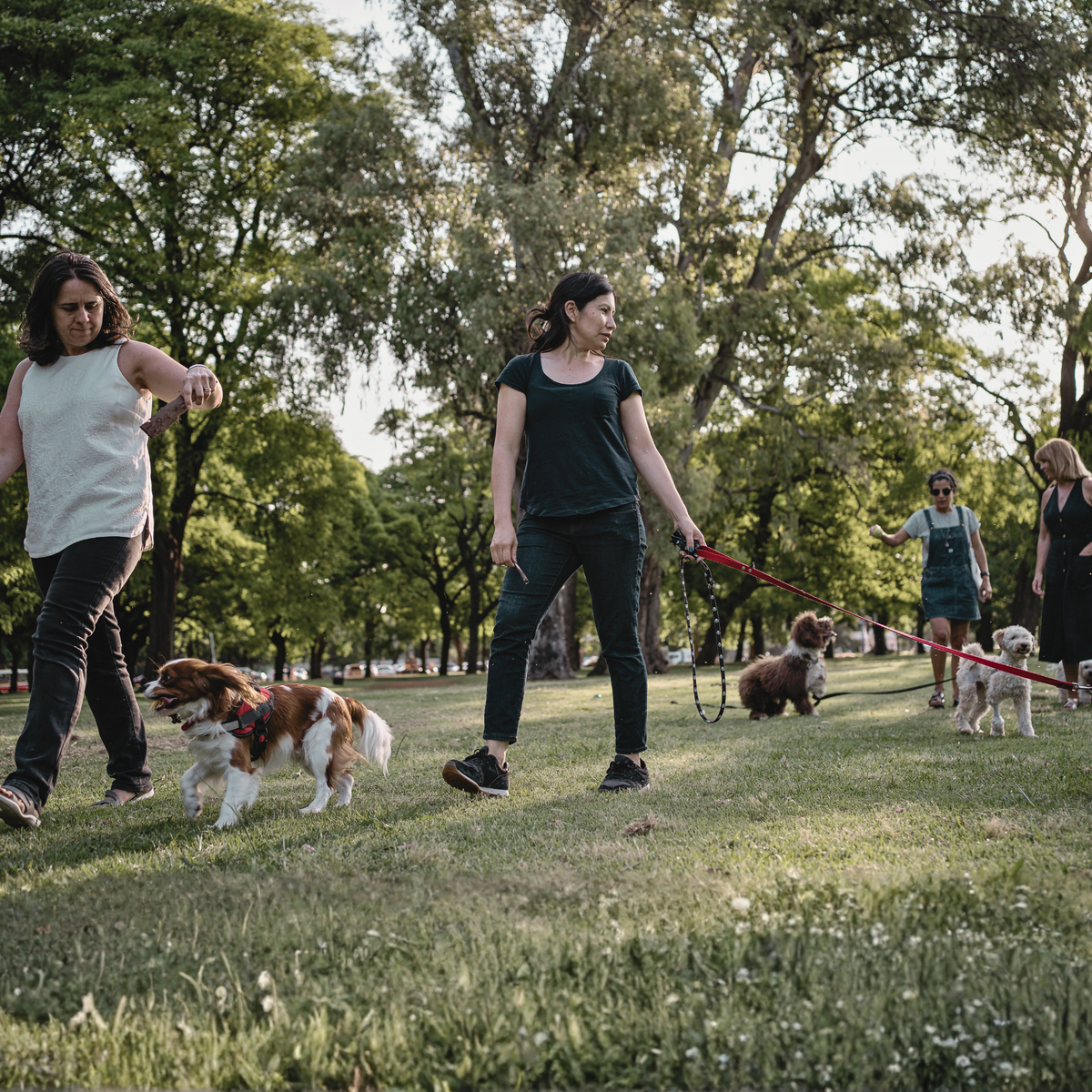 ATELIER CANIN DE GROUPE - Entraînement en places publiques - Énergie canine Estrie