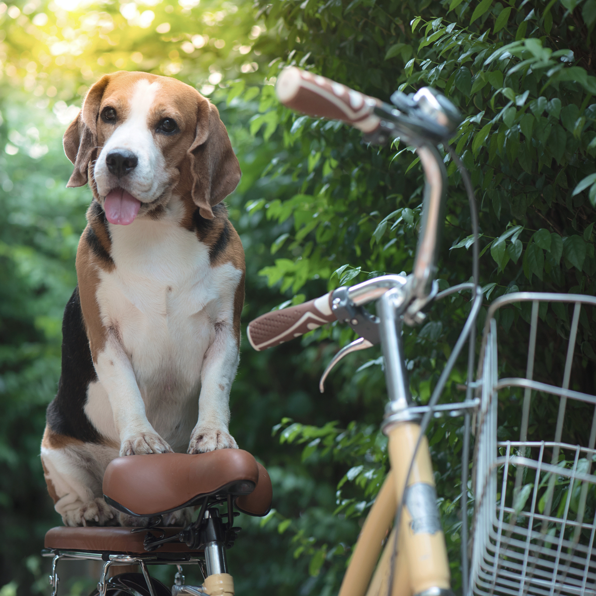 ATELIER CANIN DE GROUPE - Chiens, vélos & trottinettes - Énergie canine Estrie