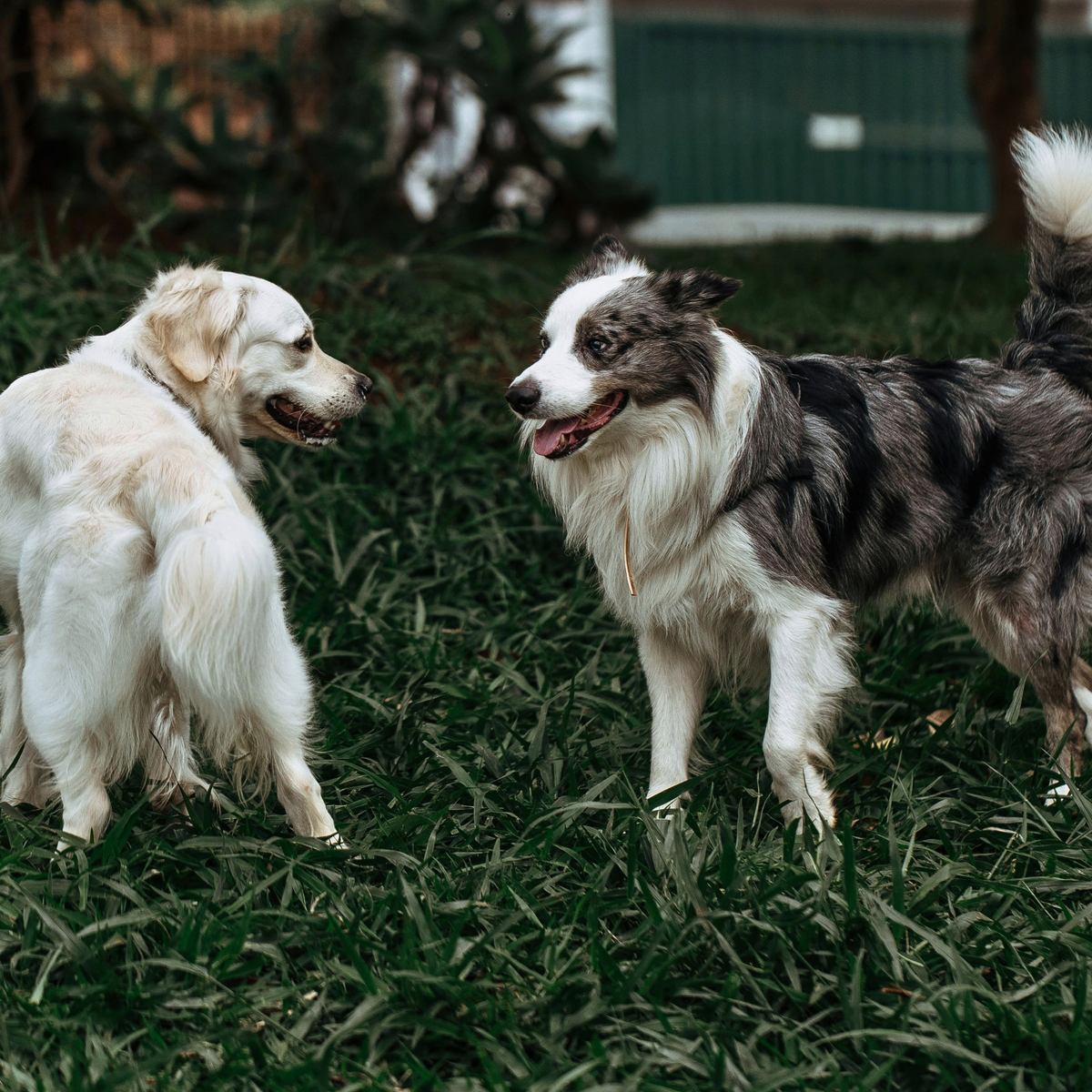 ATELIER CANIN DE GROUPE - Pratiquer avec d'autres chiens - Énergie canine Estrie