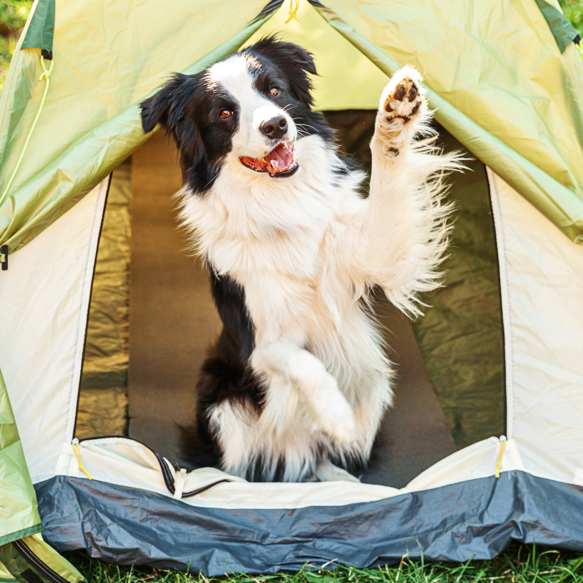 ATELIER CANIN DE GROUPE - Camping avec son chien - Énergie canine Estrie