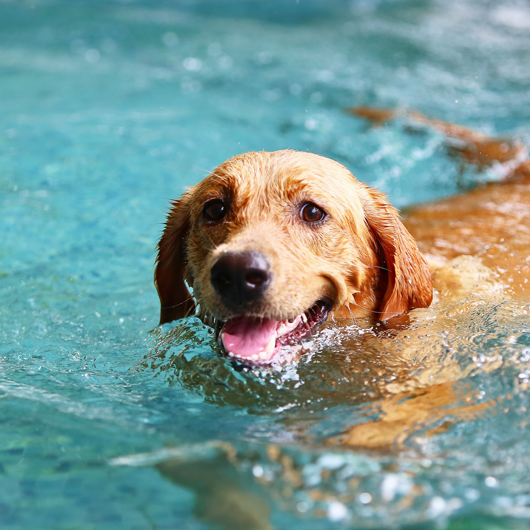 ATELIER CANIN DE GROUPE - Mon chien et l'eau (baignades) - Énergie canine Estrie