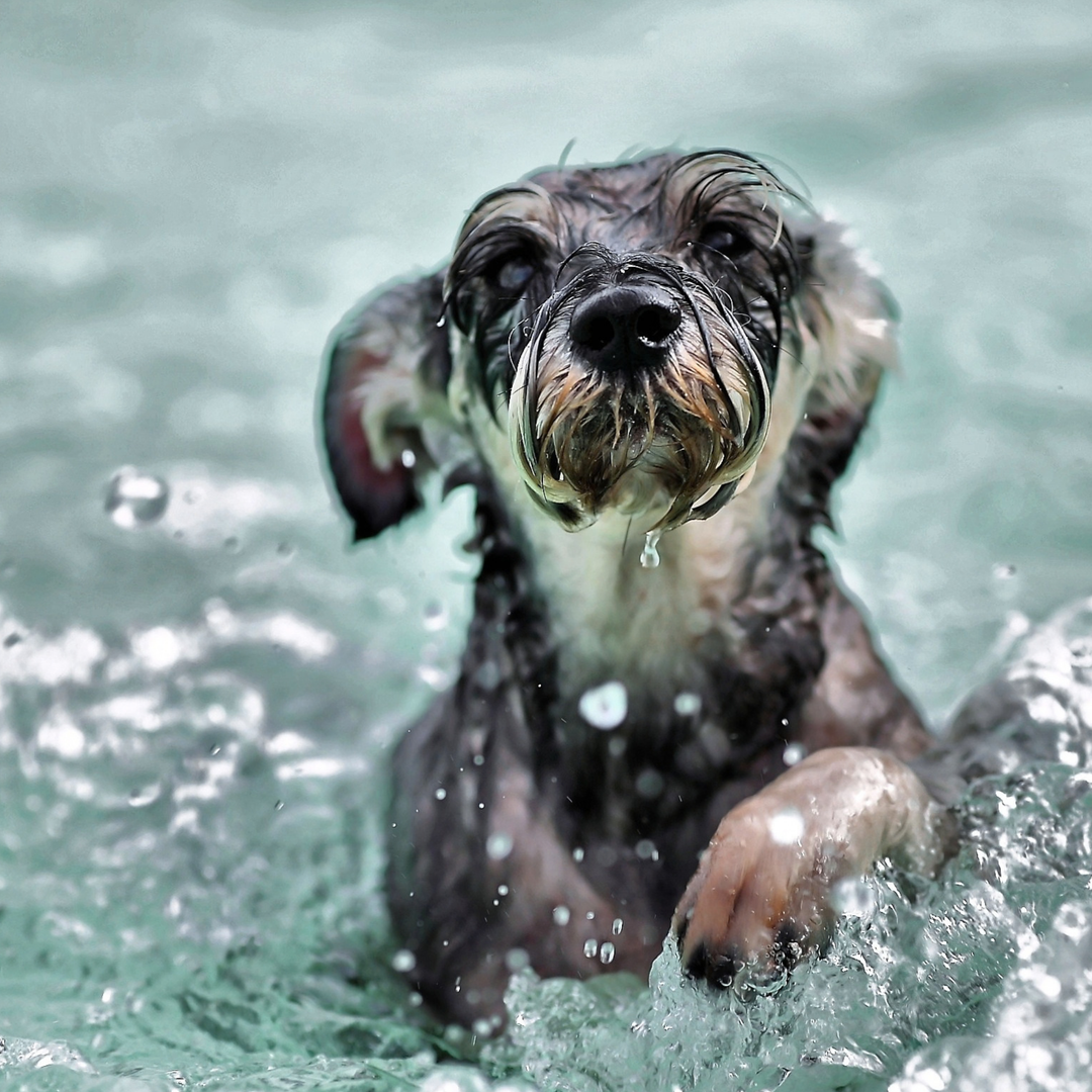 ATELIER CANIN DE GROUPE - Mon chien sur l'eau - Énergie canine Estrie
