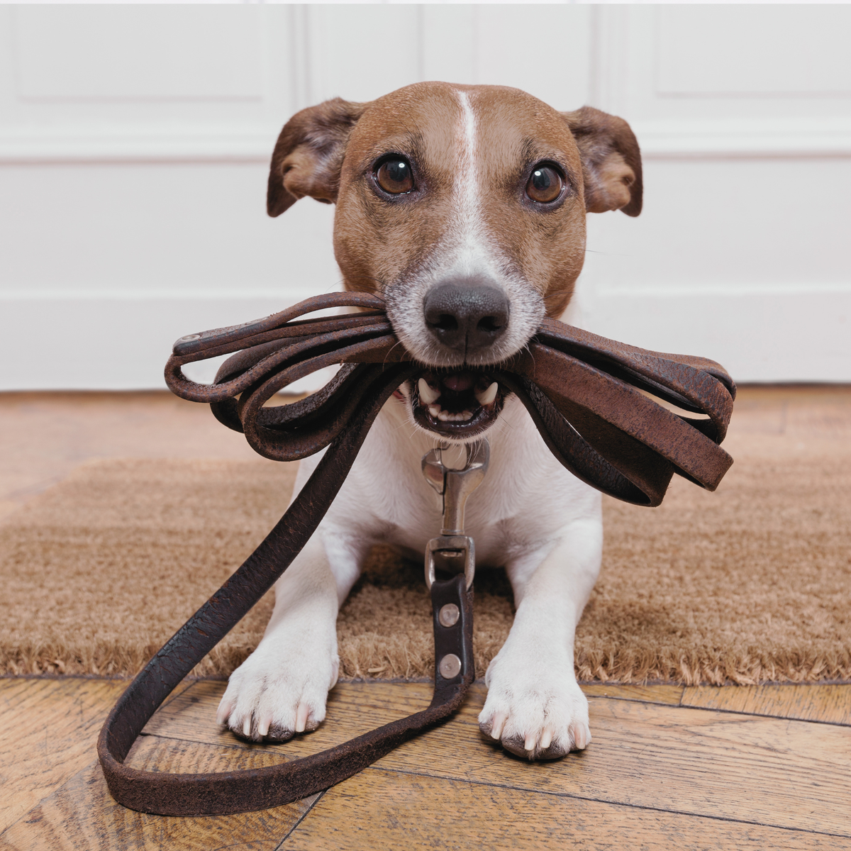 ATELIER CANIN DE GROUPE - Marche en laisse détendu - Énergie canine Estrie