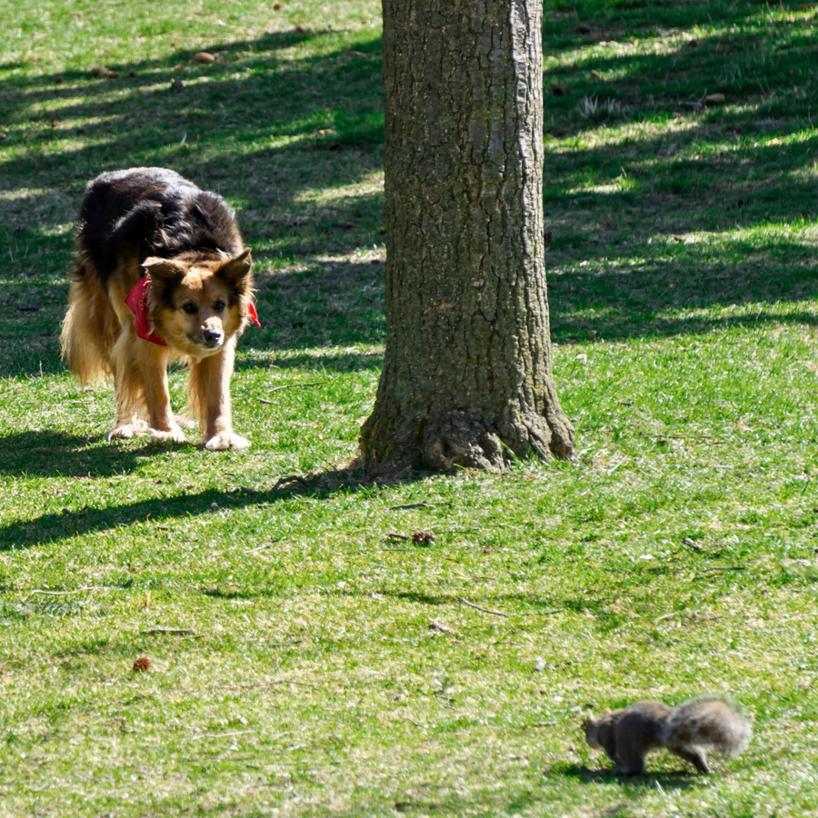 ATELIER CANIN DE GROUPE - Écureuils, oiseaux et autres distractions - Énergie canine Estrie