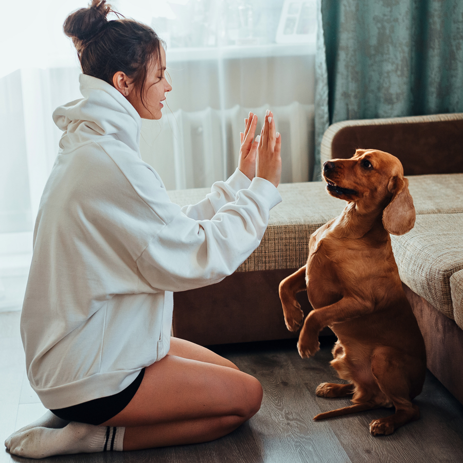 ATELIER CANIN DE GROUPE - Tours et fantaisie - Énergie canine Estrie