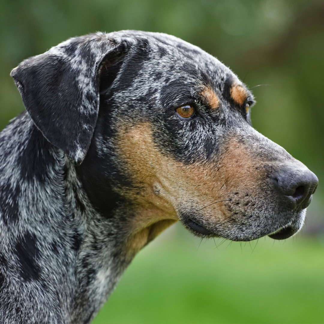 ATELIER CANIN DE GROUPE - Stimulation mentale et clicker