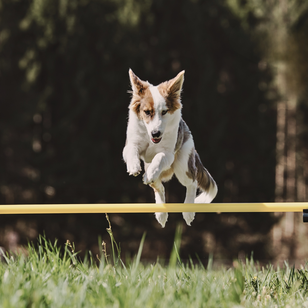 ATELIER CANIN DE GROUPE - Parcours extérieur