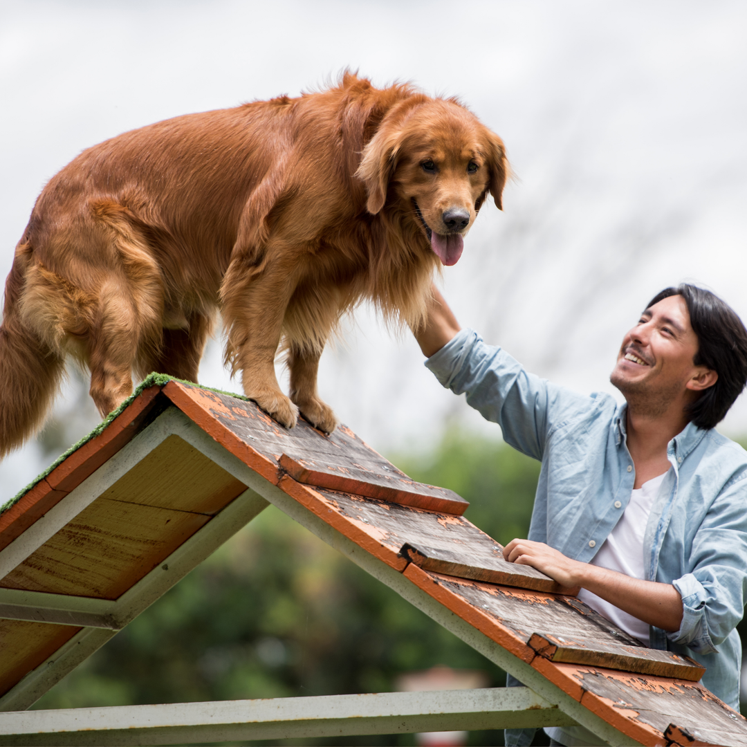 ATELIER CANIN DE GROUPE - Parcours avec Alexe
