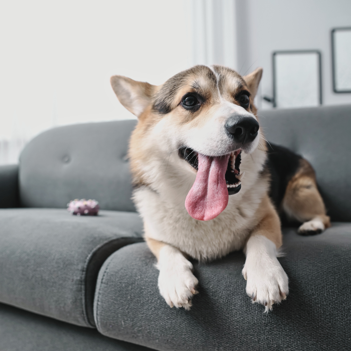 ATELIER CANIN DE GROUPE - Autocontrôle et prédation - Énergie canine Estrie