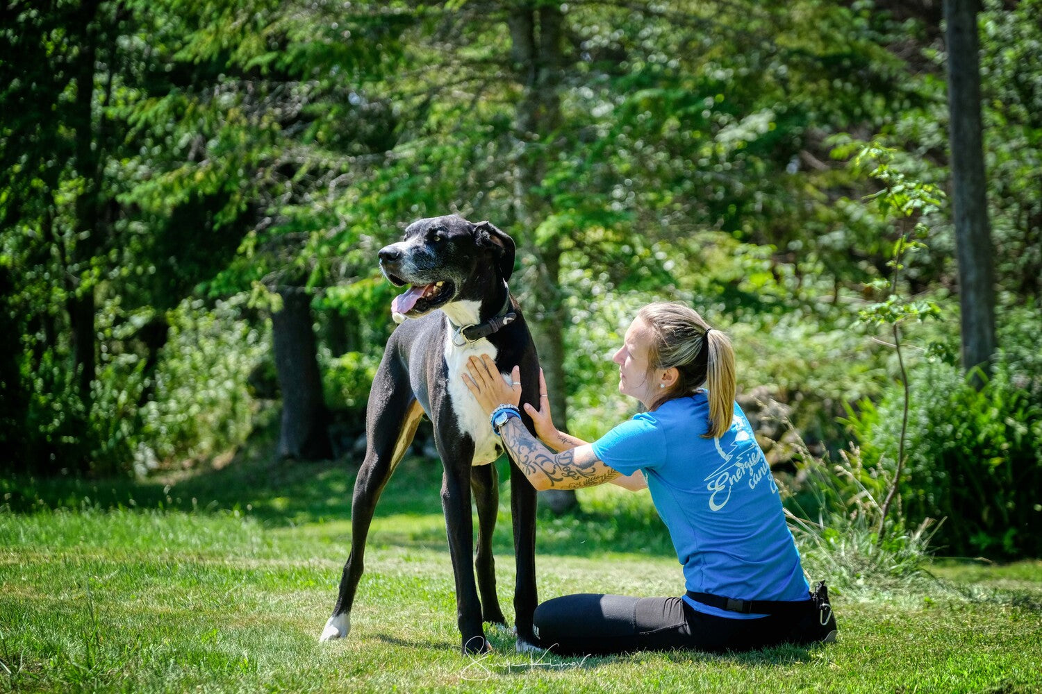 Chien-energie-canine-estrie