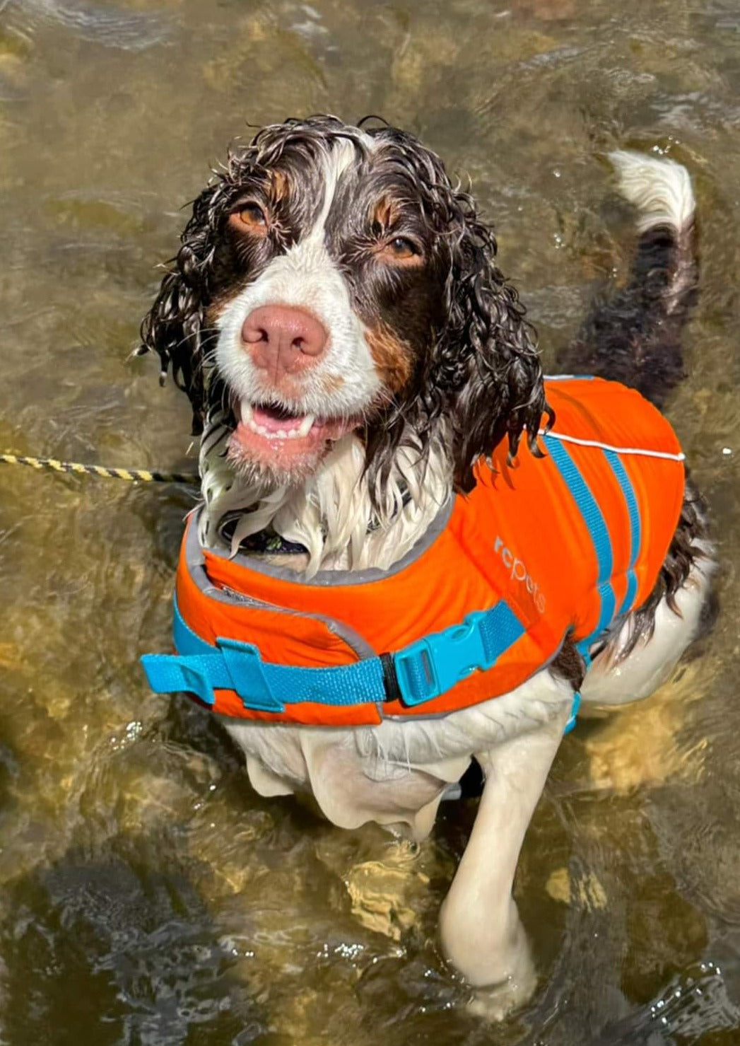 Atelier aquatique - Énergie canine Estrie