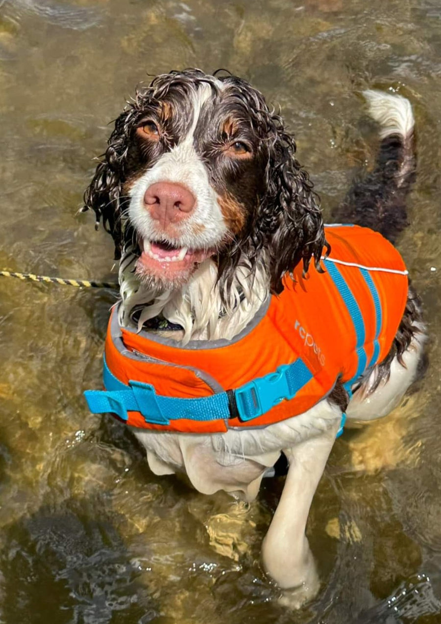 Atelier aquatique - Énergie canine Estrie