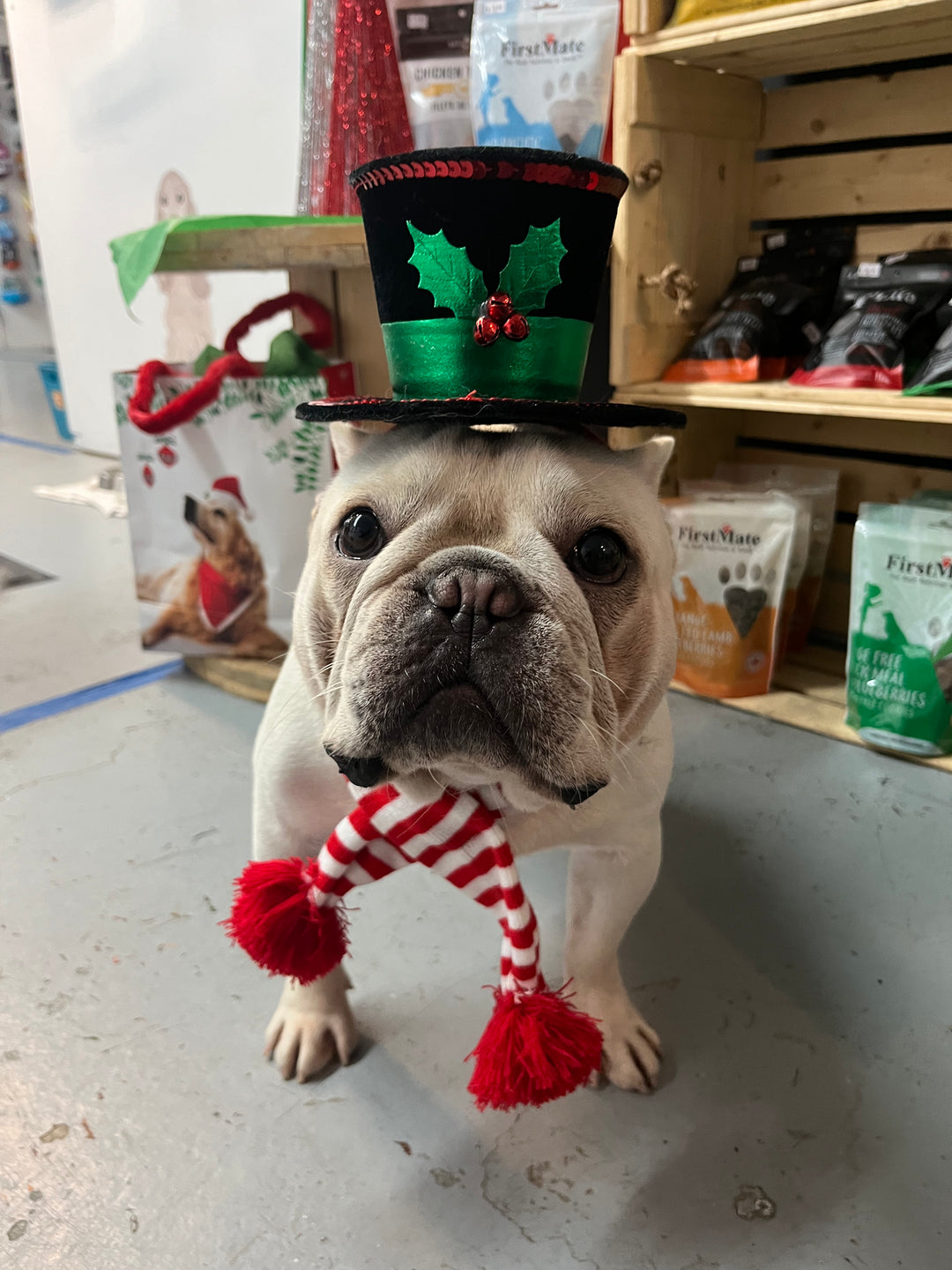 chien avec un chapeau de noel