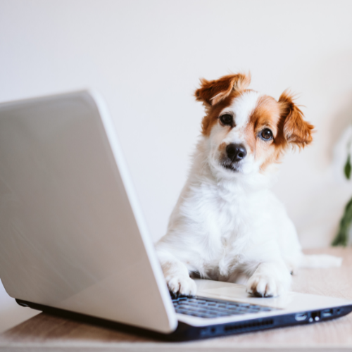 chien-ordinateur-formation-en-ligne-energie-canine-estrie