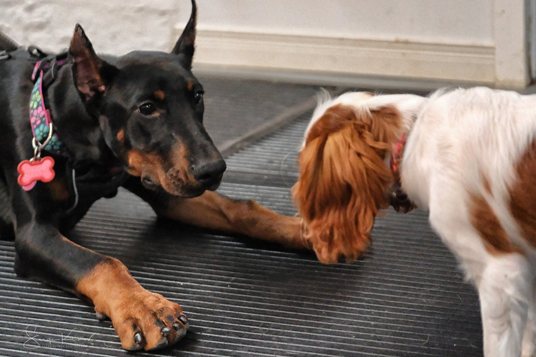 Puppy date - Énergie canine Estrie