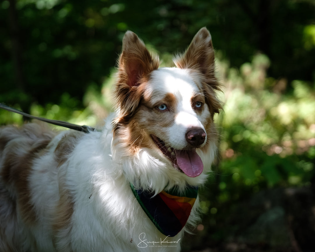 Bonnes manières - Énergie canine Estrie