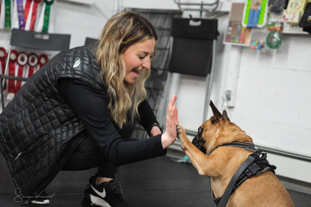 Obéissance de base 🐾 Chien de 9 mois et plus - Énergie canine Estrie