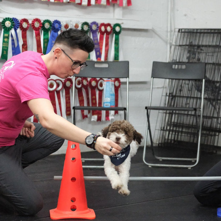 Maternelle 🐾 Chiots de 8 à 20 semaines - Énergie canine Estrie